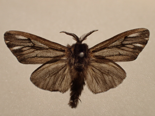 High tensile strengths of bagworm moth silk is revealed by its genome – but is it “extraordinary”?