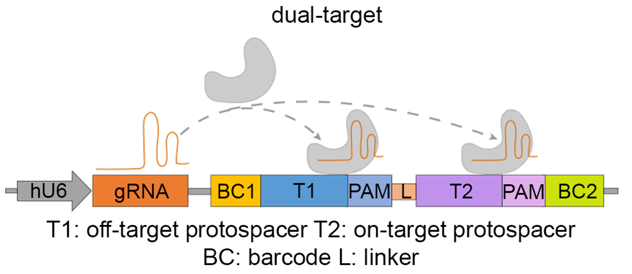 Systematic decomposition of sequence determinants governing CRISPR/Cas9 specificity