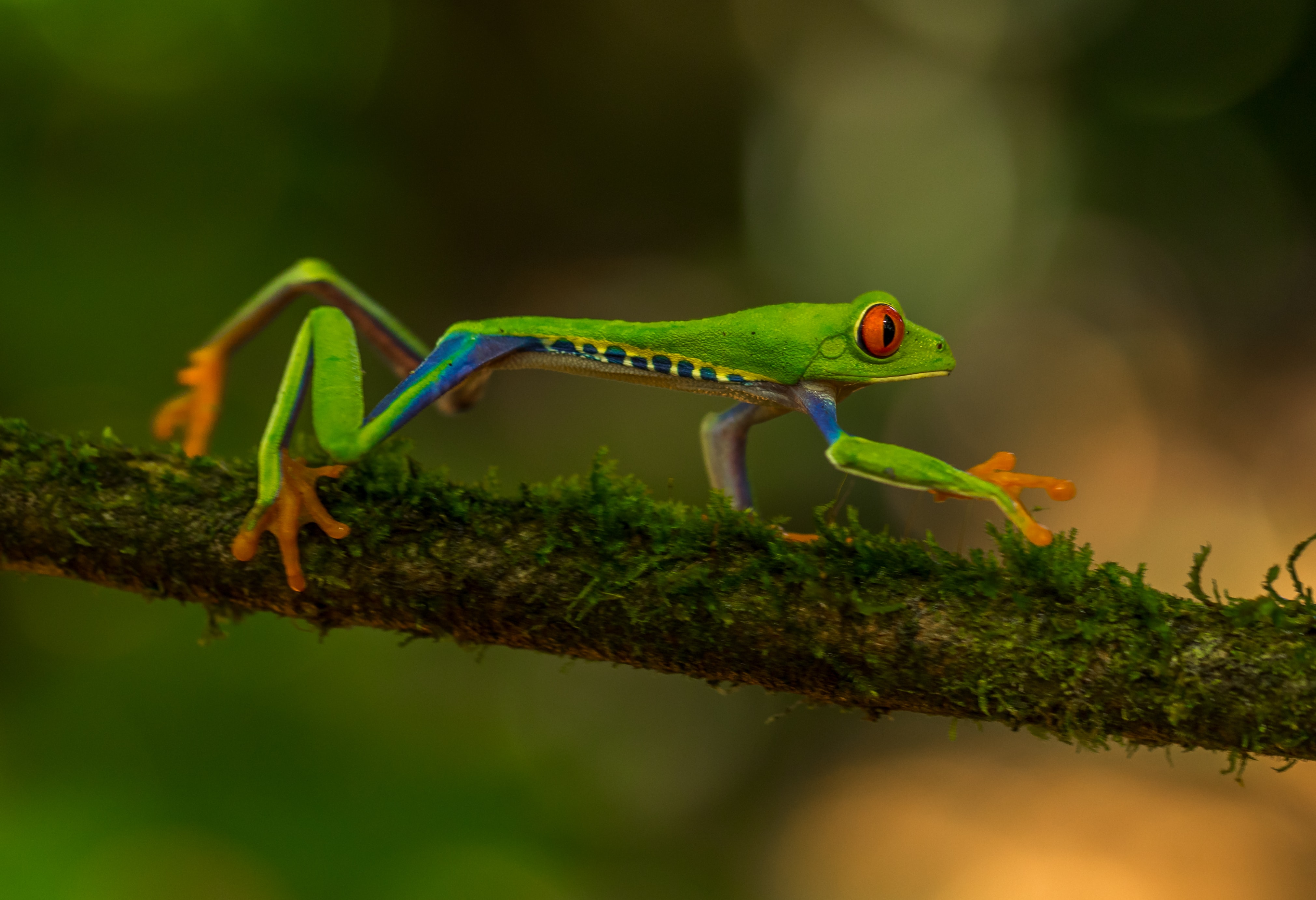 Project Management for Wildlife Conservation