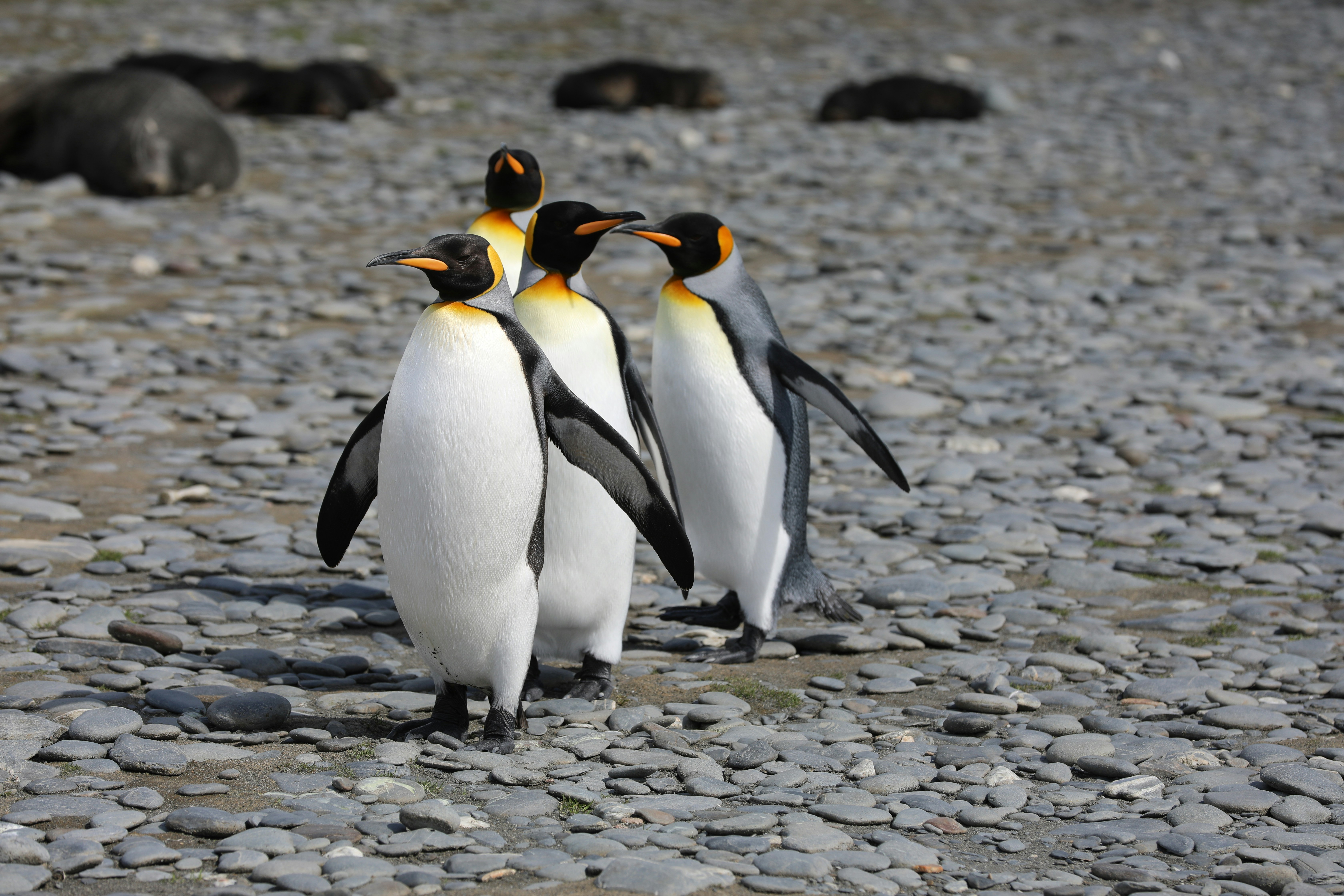Count a penguin, map a squirrel or tag a tree