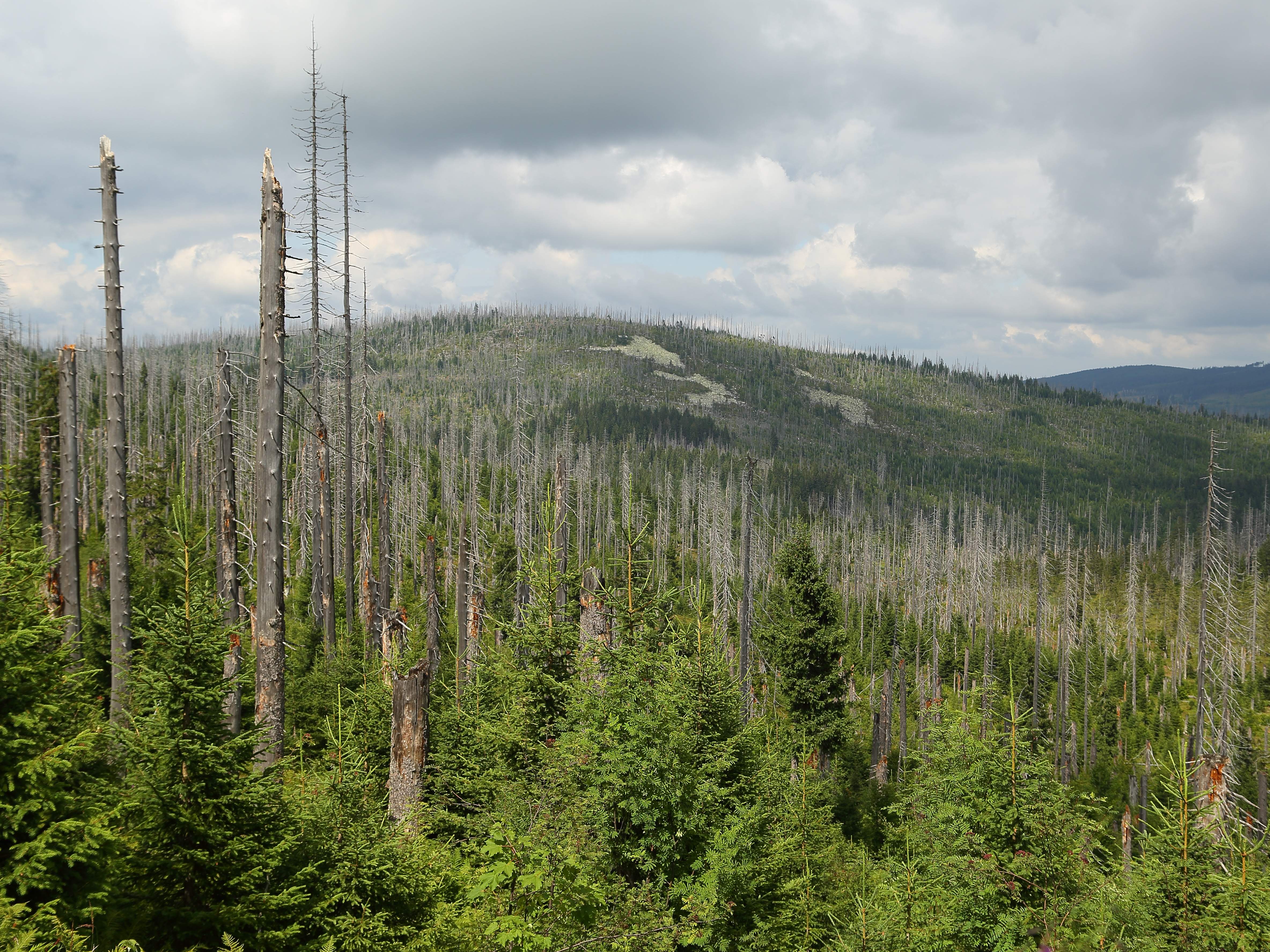 How much is enough? Protecting biodiversity in salvage logging disturbed forests by set-aside approaches