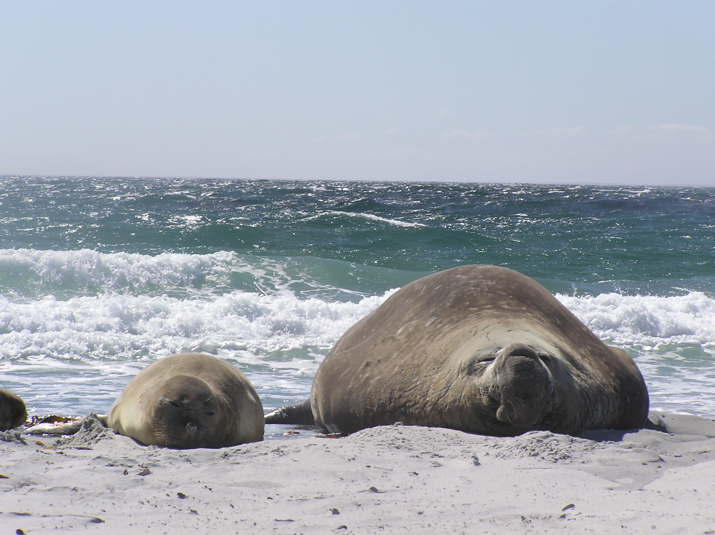 Exploring the genome evolution linked to sexual size dimorphism in mammals