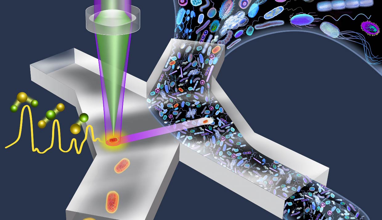 Throughput is the key to the success of automated cell sorting