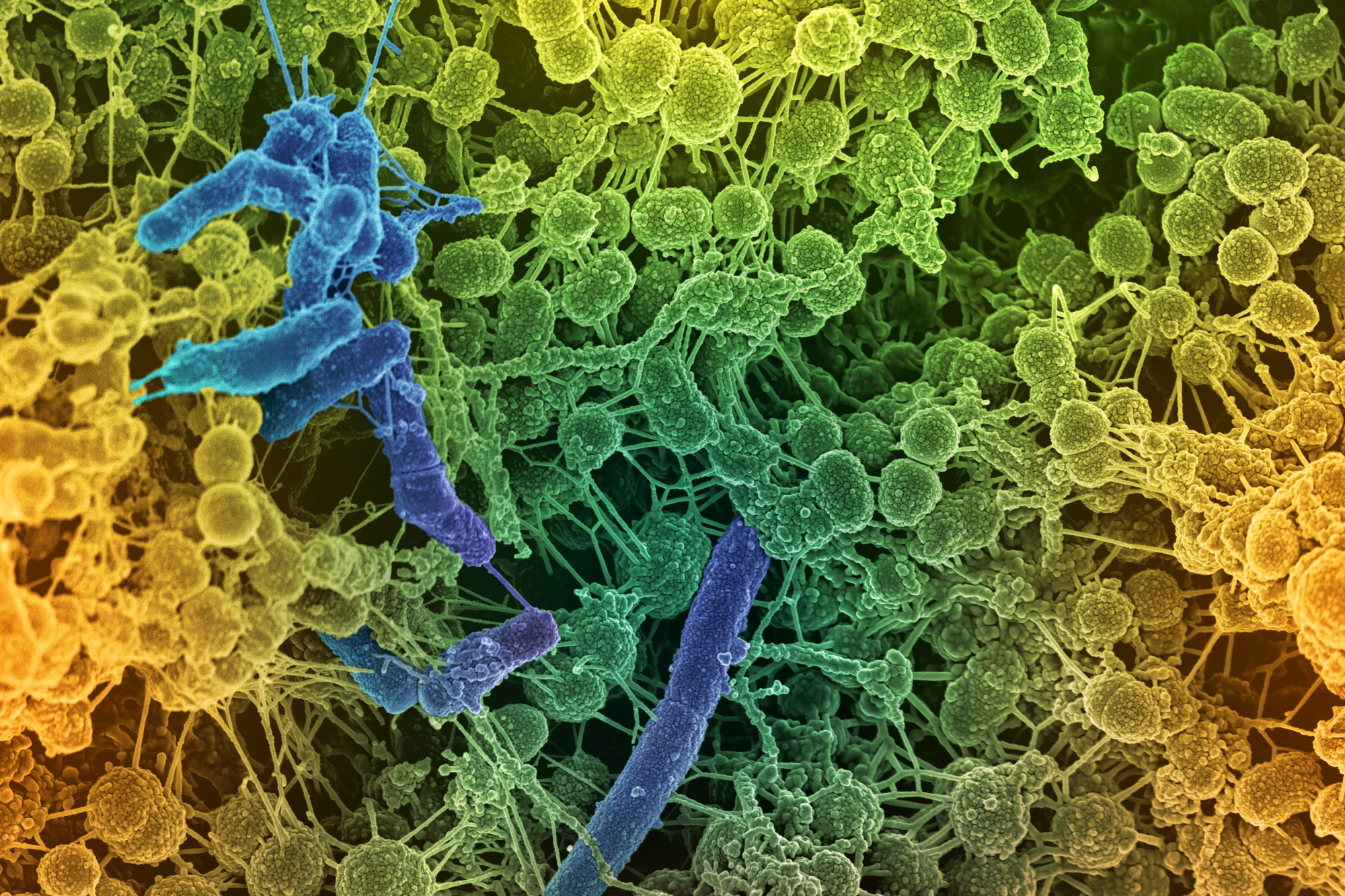 Call for papers: Microbial metabolic interactions