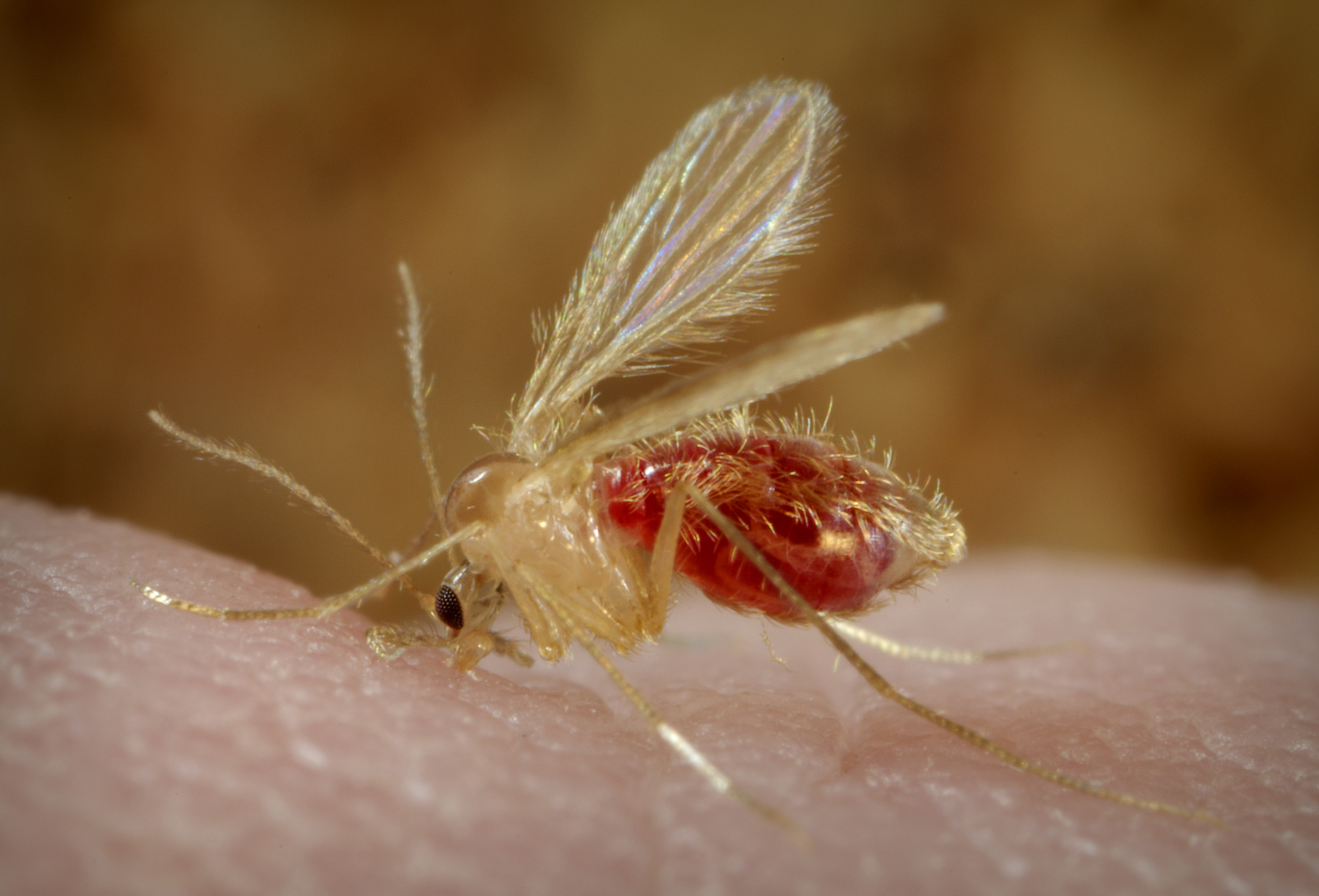 Leishmaniasis in Europe. What a One Health Surveillance Approach Reveals About a Changing Ecosystem