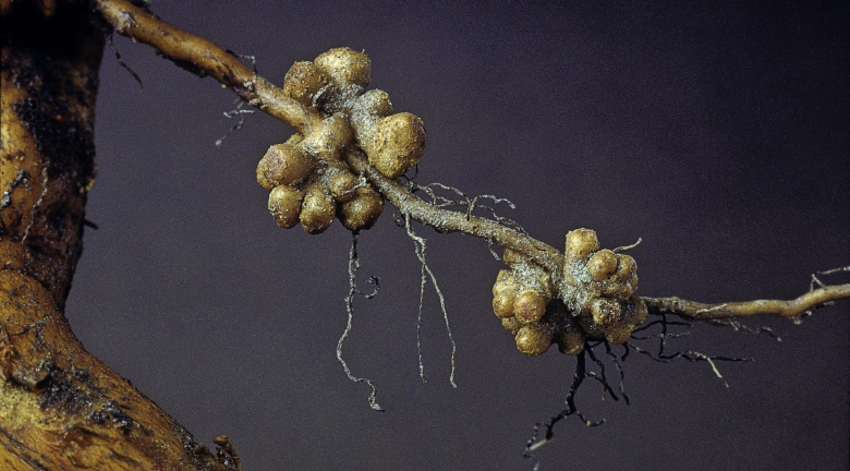 Call for papers: Plant-microbe interactions