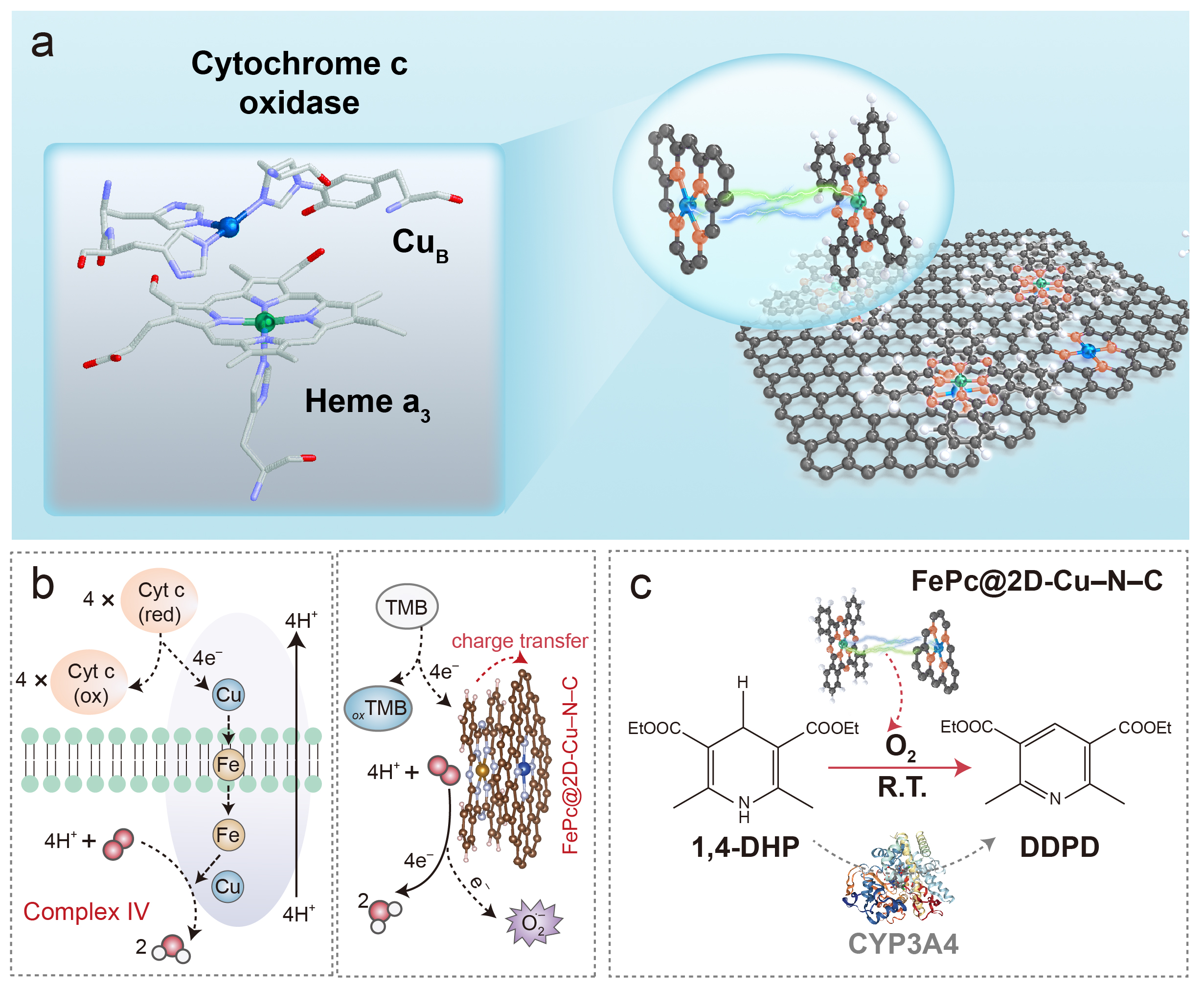 Spatial engineering of single-atom Fe adjacent to Cu-assisted nanozymes for biomimetic O2 activation