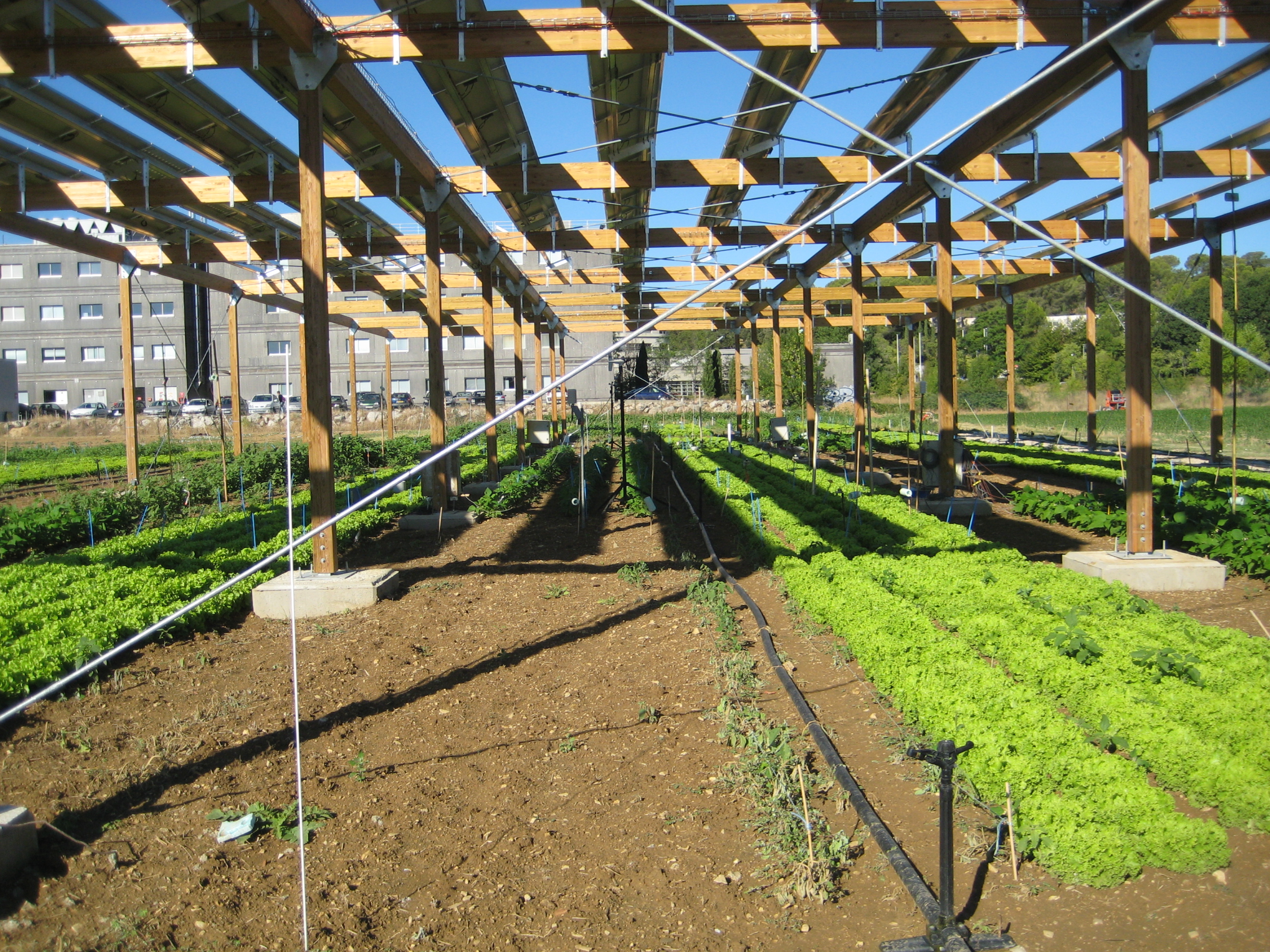 Agrivoltaics : a win-win system to combine food and energy production?