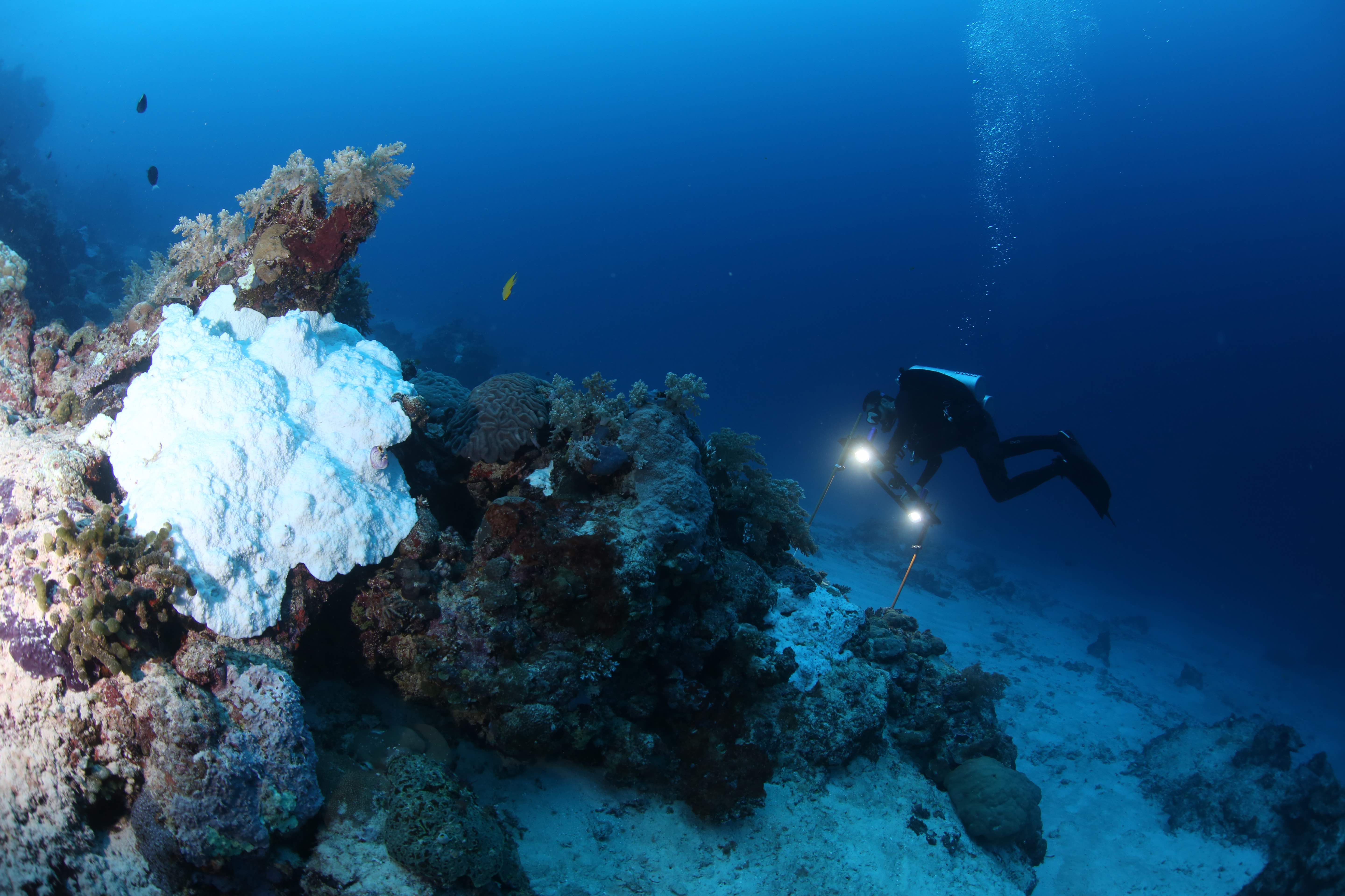 The deeply appalling condition of the Great Barrier Reef