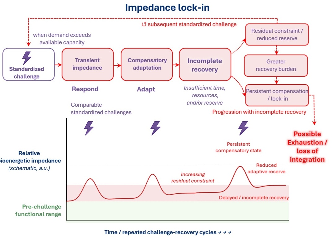 When Energy Is Available but Cannot Flow: The Story Behind Bioenergetic Impedance