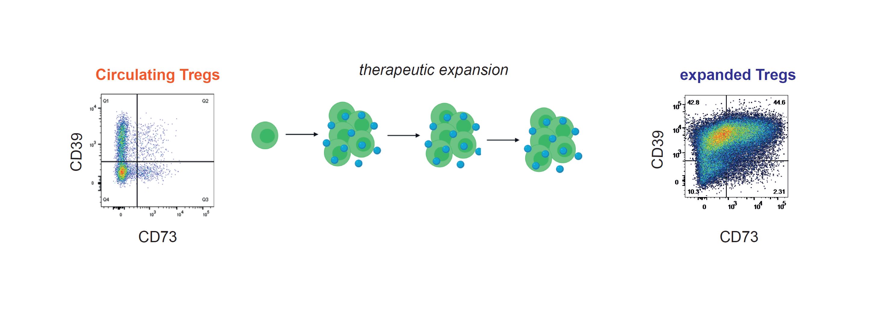Improving the Efficacy of Regulatory T Cell Therapy 