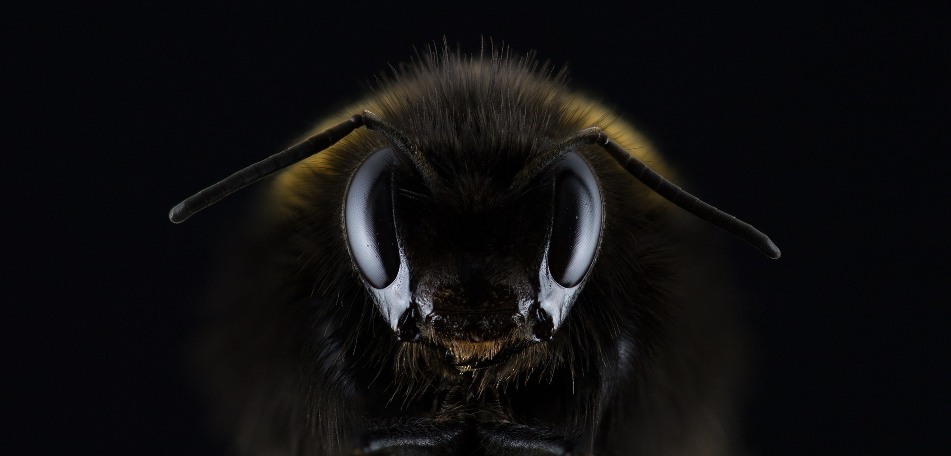 The honey bee understands the concept of zero.