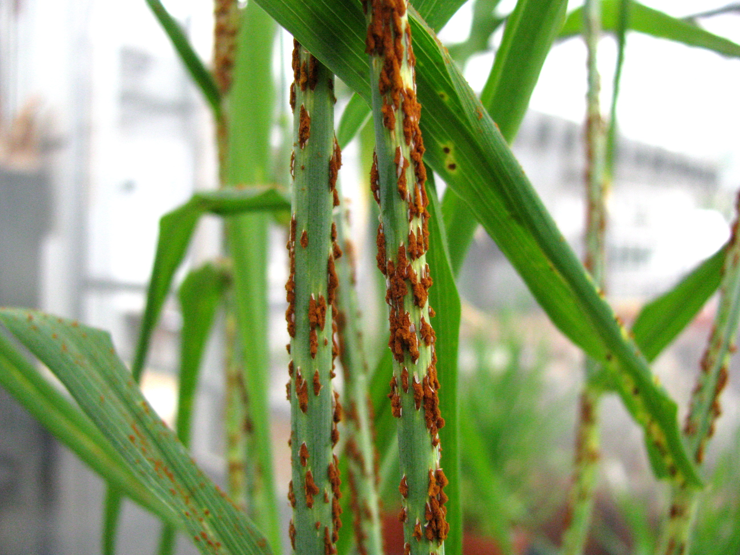 A novel genetic process behind the emergence of a deadly wheat disease