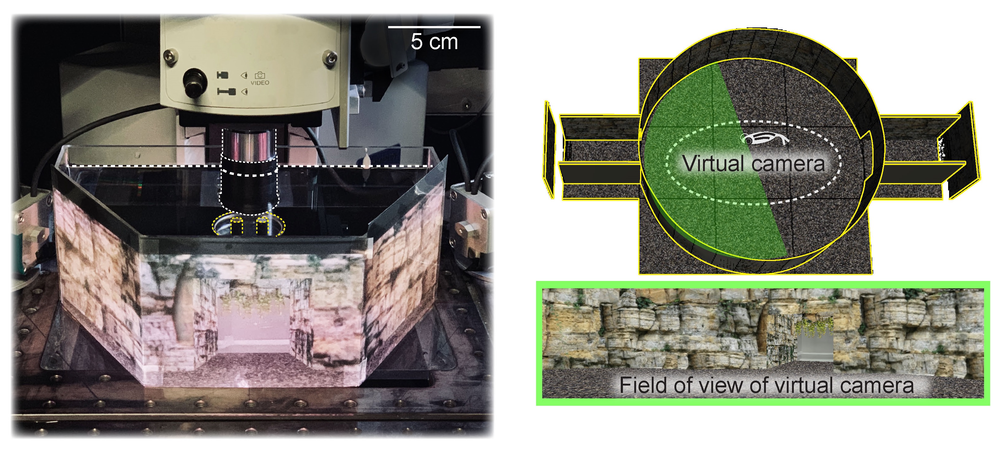 A glitch in the Matrix: Using virtual reality to understand how fish predict the future.