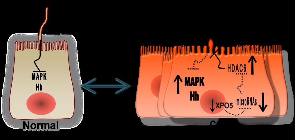 Scientists identify new targets to restore damage  caused by cancer development