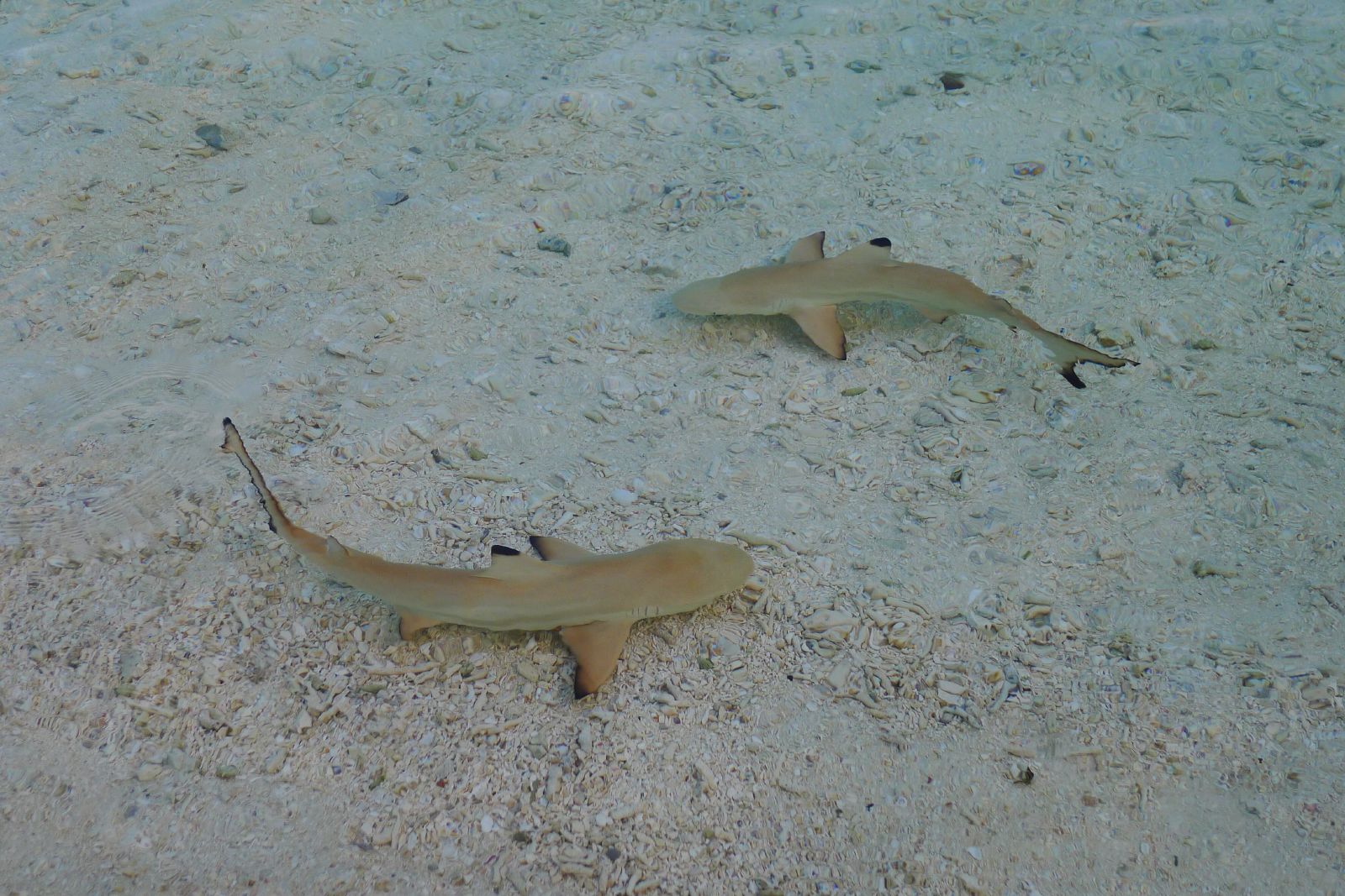 The Coastal Habitats Shaping the Next Generation of Sharks