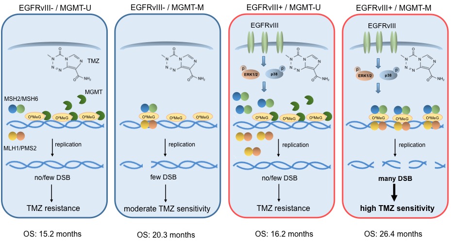 EGFRvIII: An Achilles´ heel of GBM?