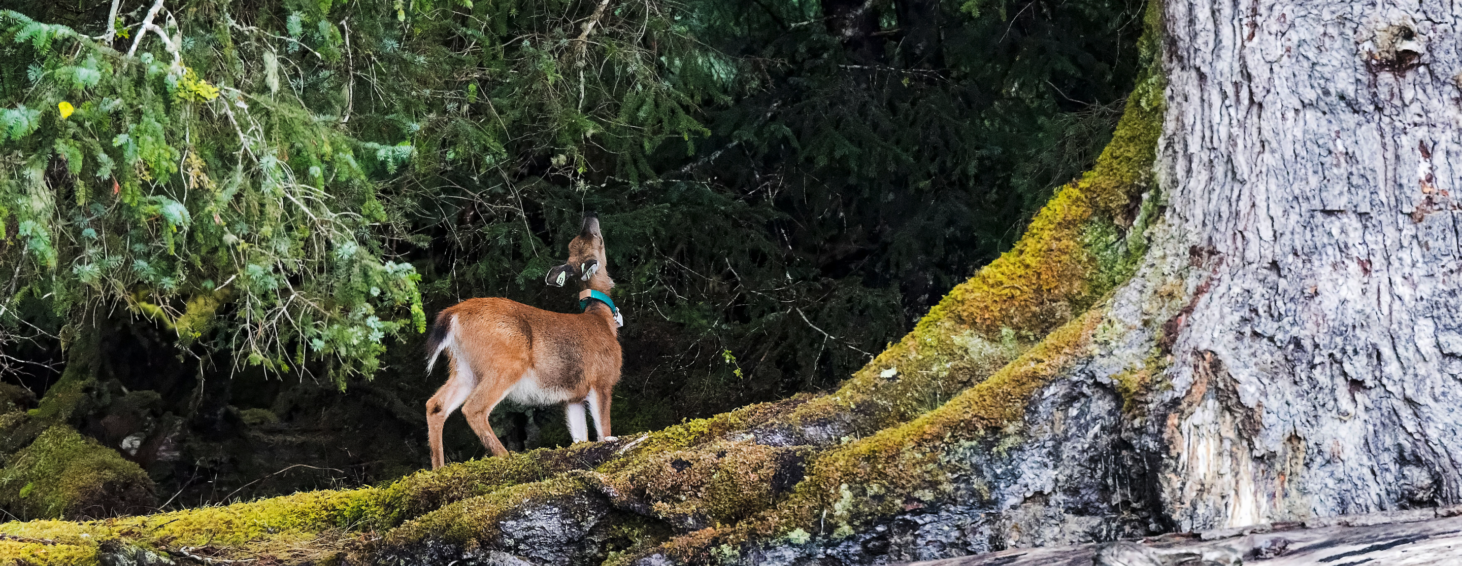 Oh deer! Population genomics reveals high connectivity of invasive deer among islands
