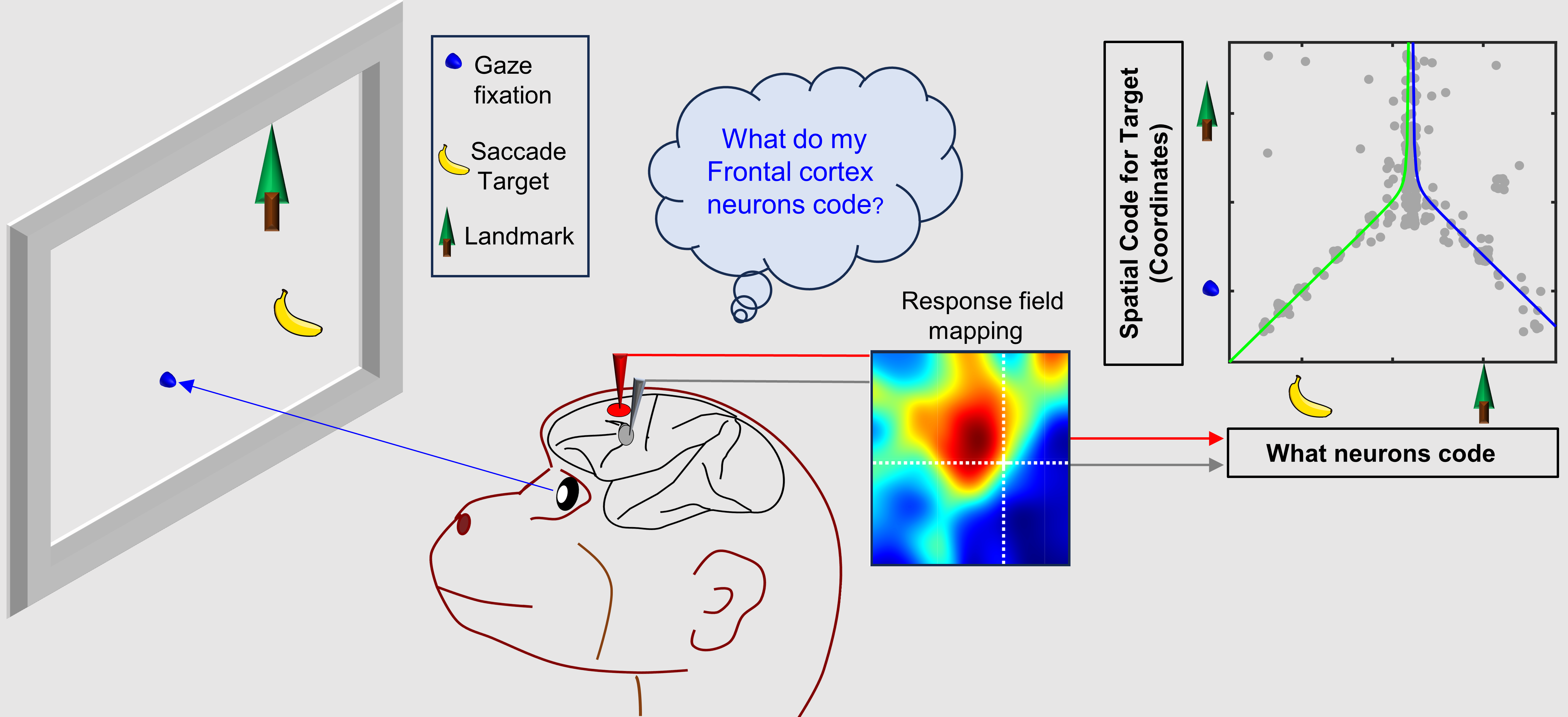 Frontal Cortex Integrates Visual Goals and Landmarks to Aim Gaze Movements
