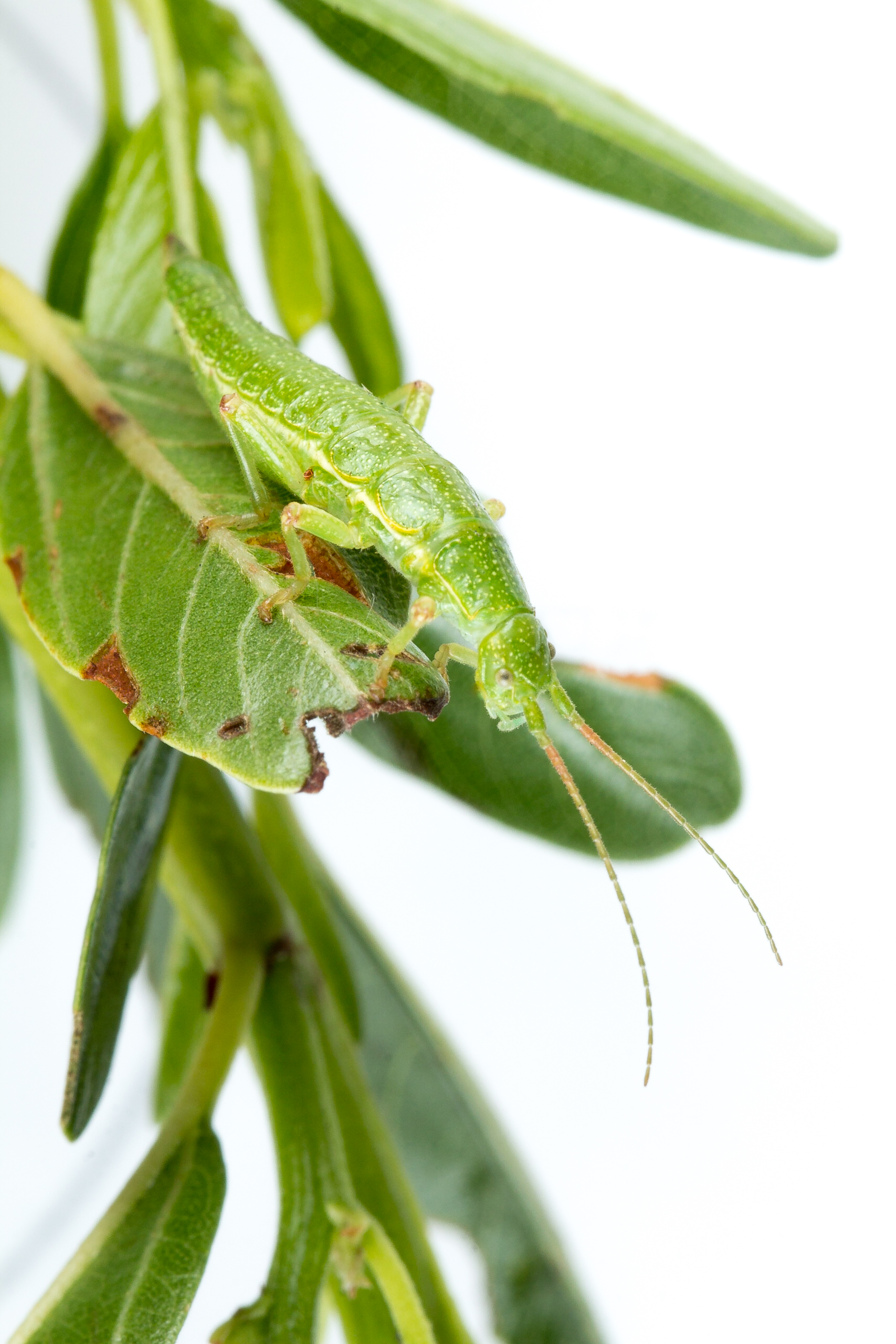 What makes evolution predictable or unpredictable?