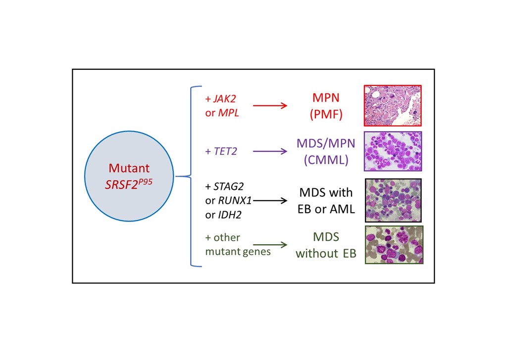 Co-mutations, mutation order and clone size concur to determine disease phenotype of SRSF2-mutated neoplasms