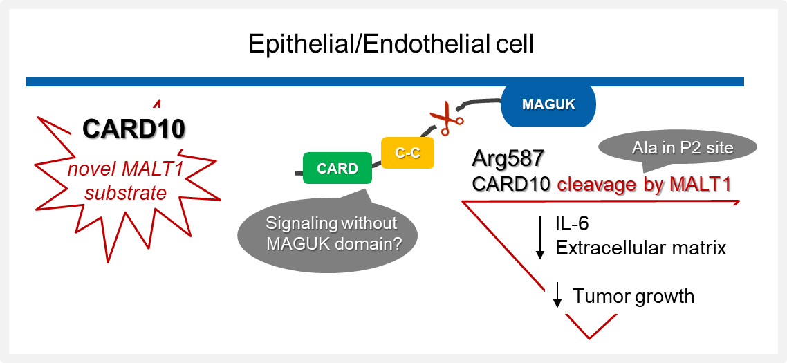 CARD10 cleavage by MALT1 restricts lung carcinoma growth in vivo