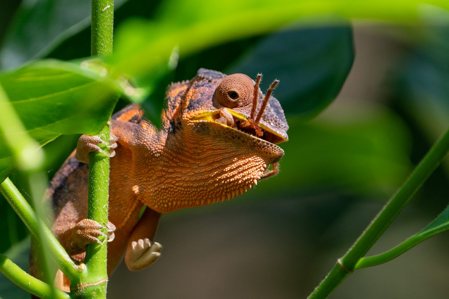 British Ecological Society Grants: Funding for all 