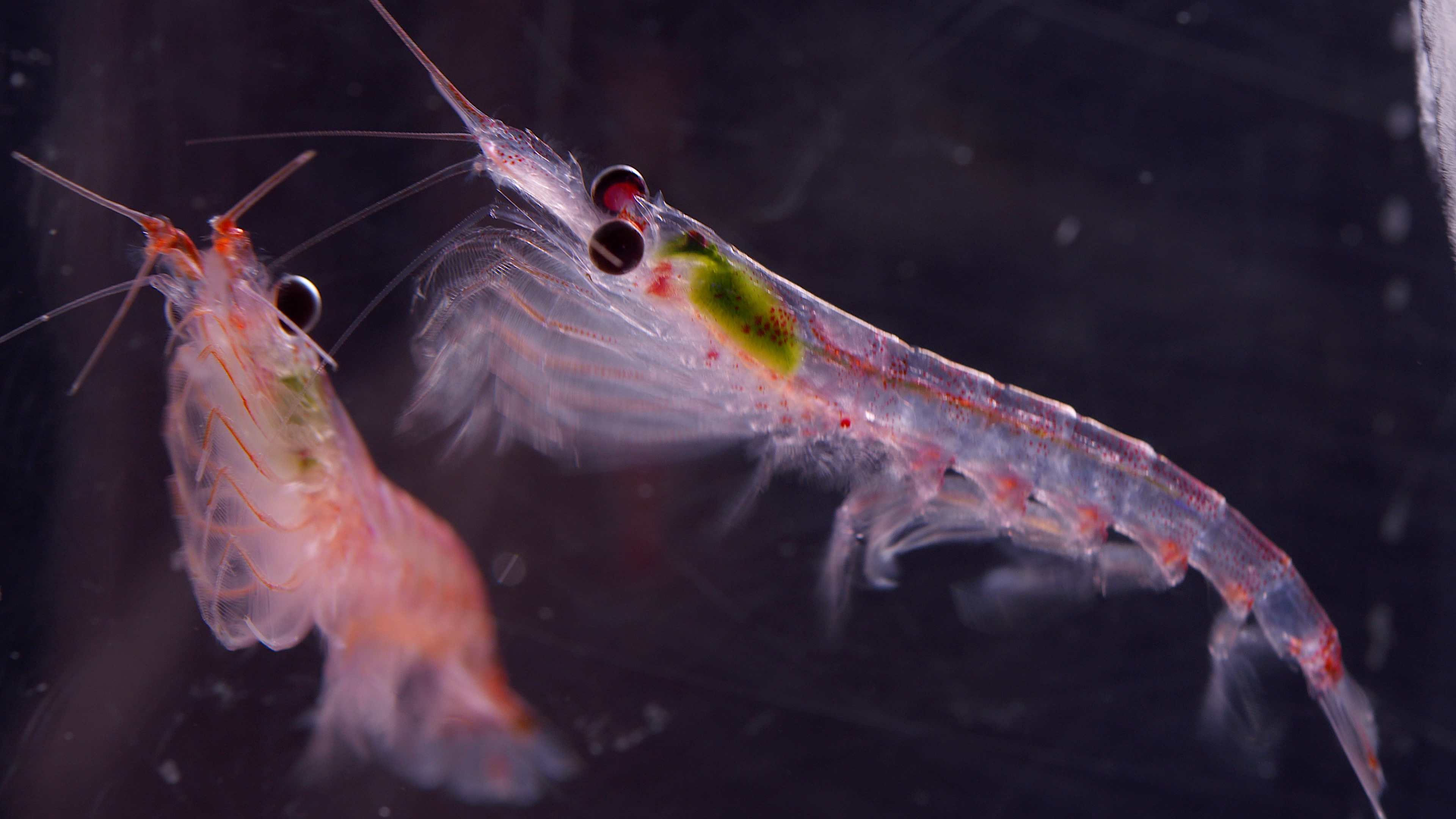 Climate change may cause the Antarctic krill growth season to end earlier and growth habitat to shift south.  