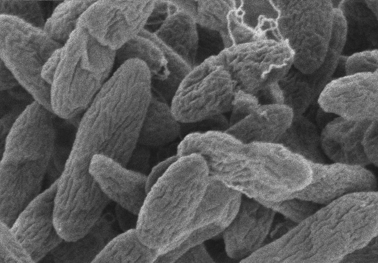 Interrupting conversations among an enigmatic pathogen leads to enhanced antibiotic efficacy.