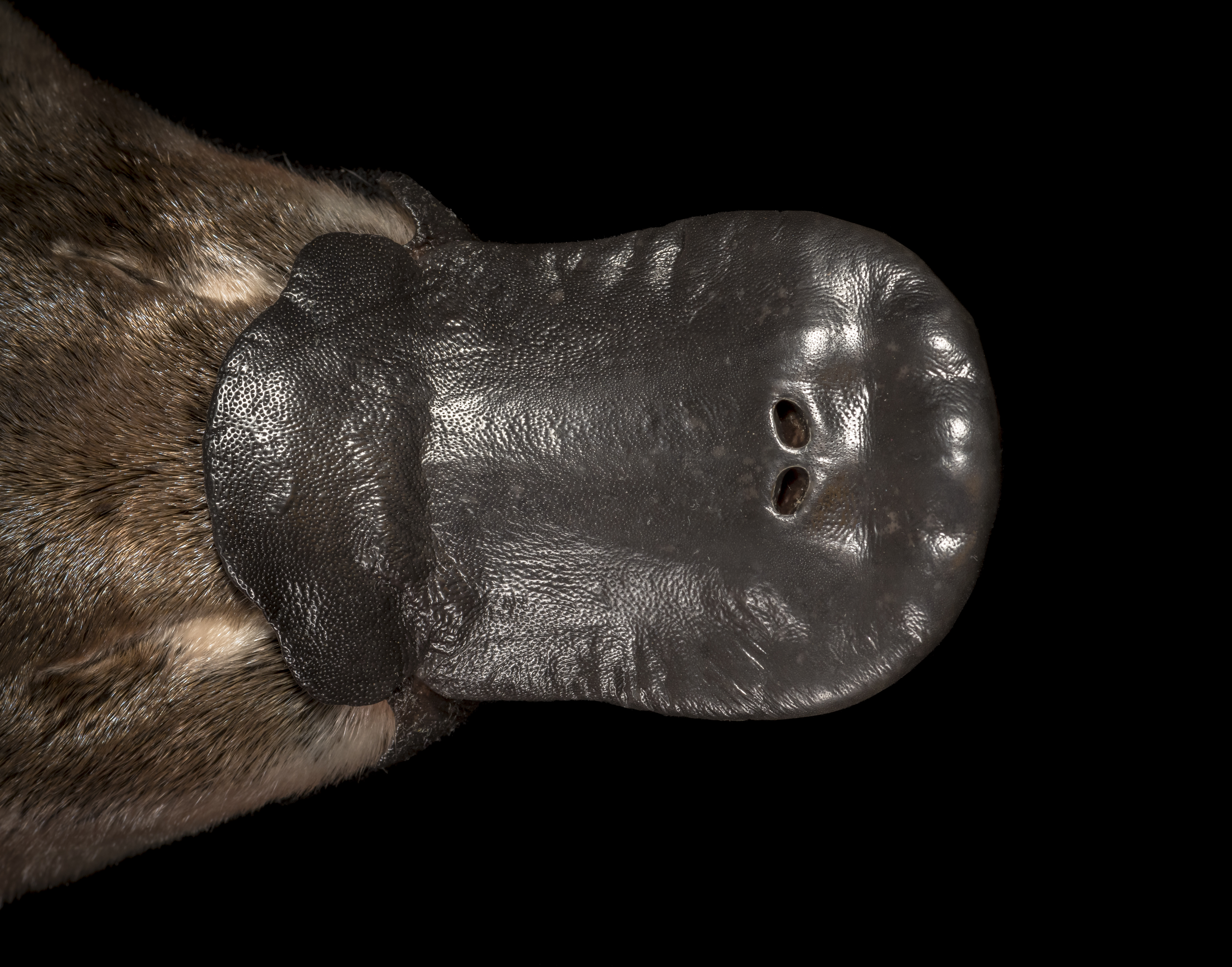 Embrace cytogenetics in a genomics era: a platypus story