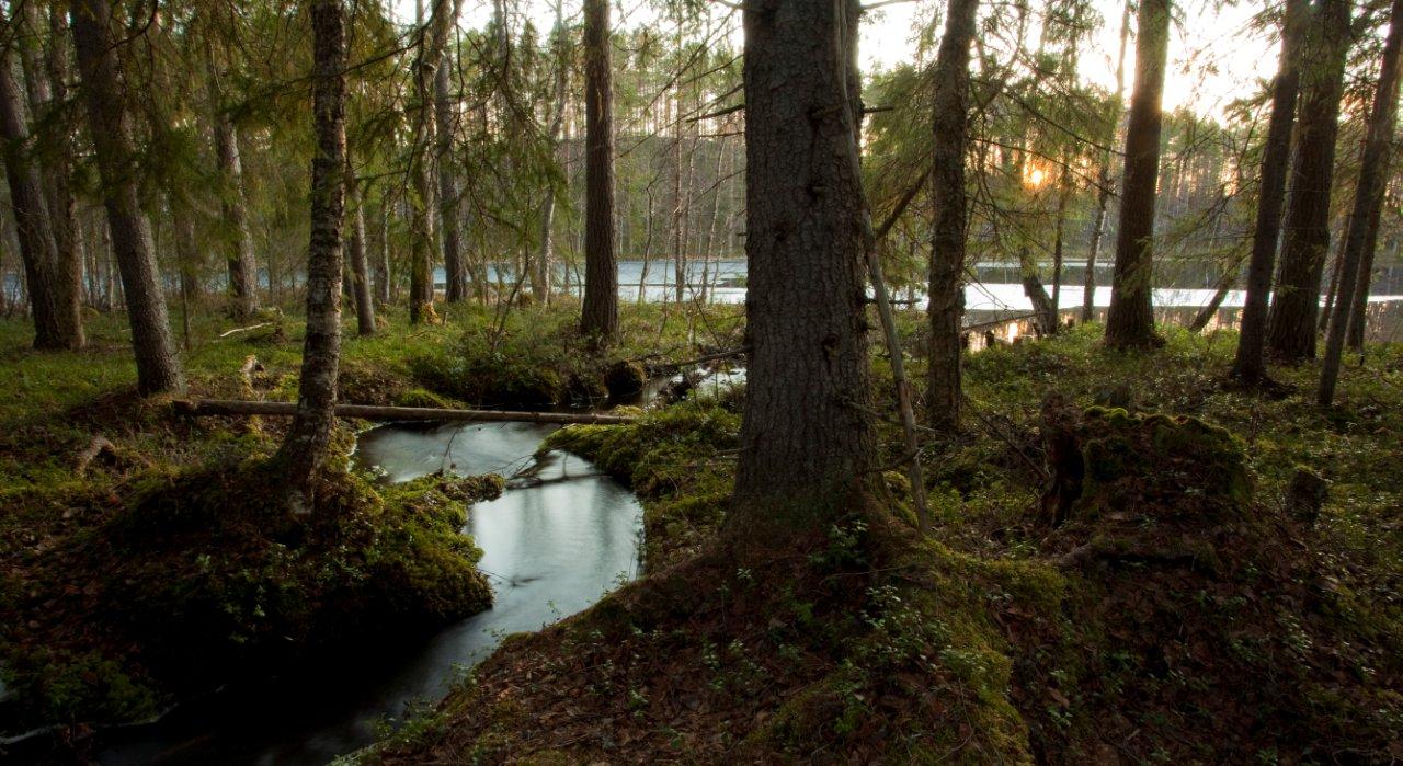 Behind the paper: How 40 years of river observations revealed the hidden scales of carbon dynamics