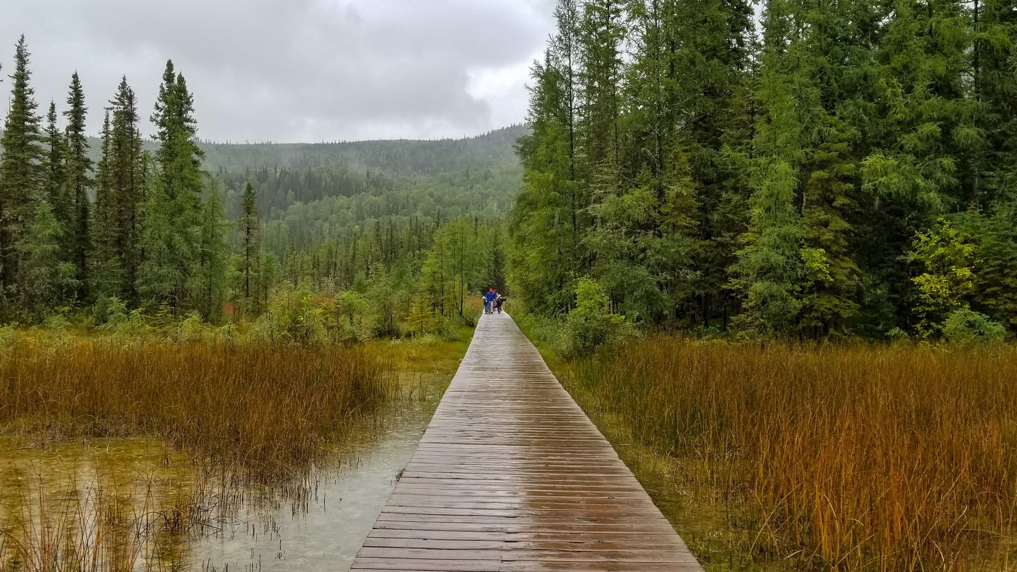 How a bacteriological tour of northern British Columbia uncovered thermostable ligninases