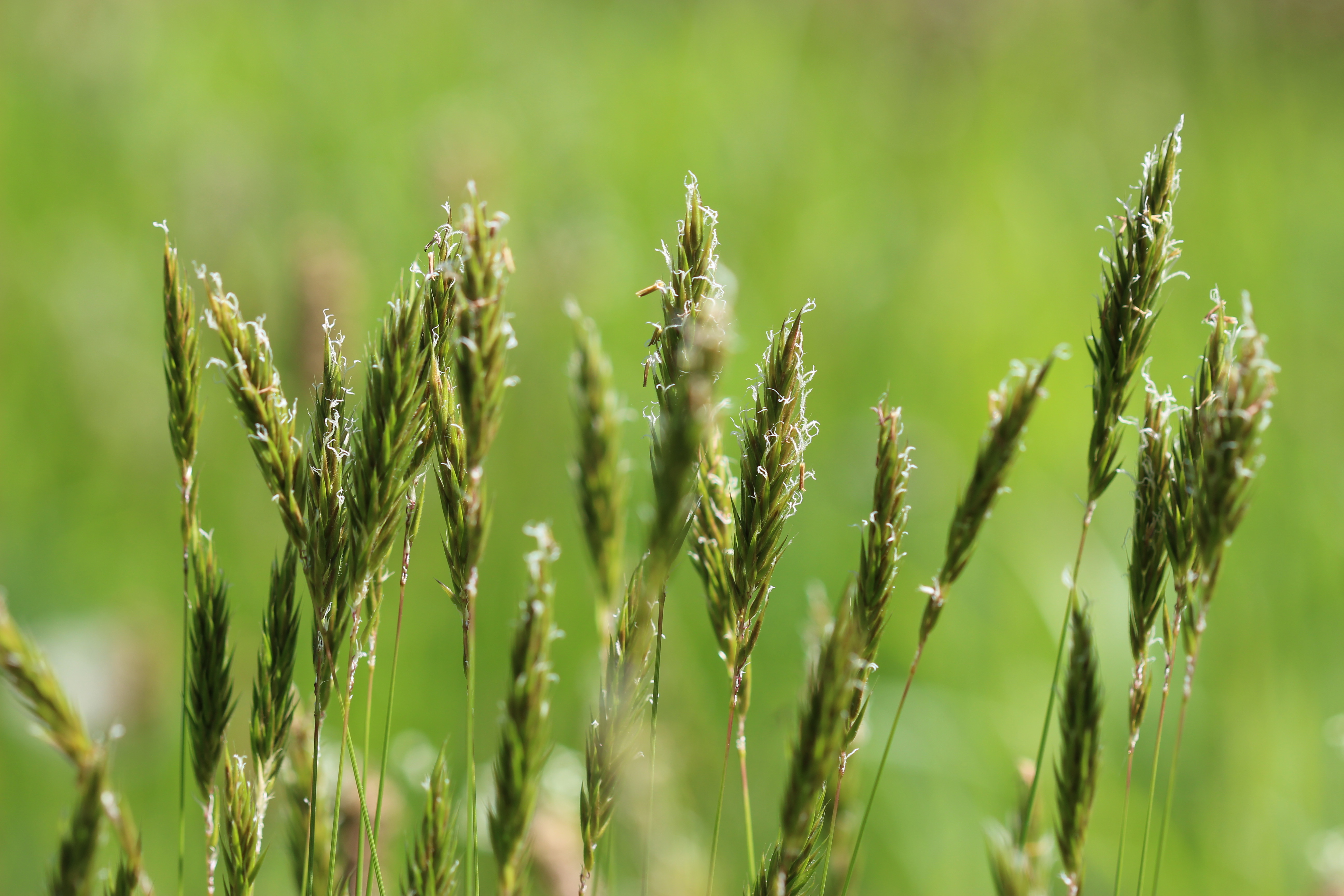 Using DNA to identify the grass pollen that gets up your nose