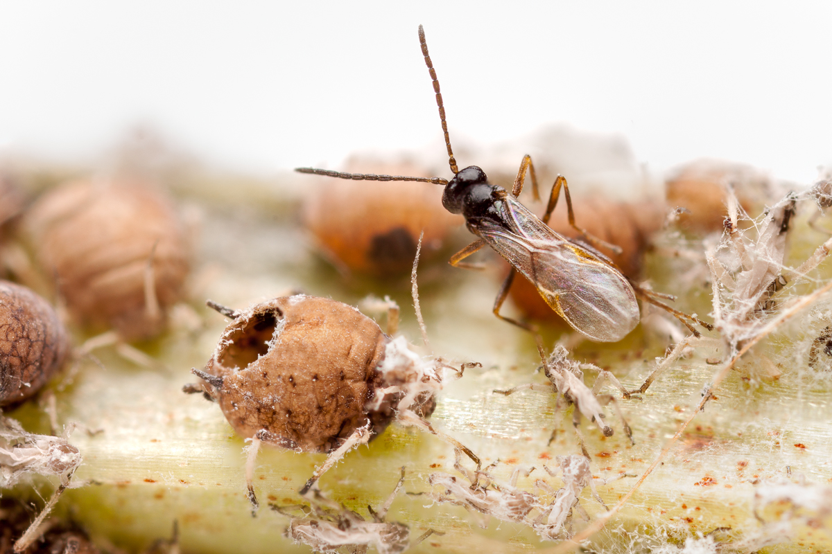 How do parasitoid wasps overcome defensive symbiosis?