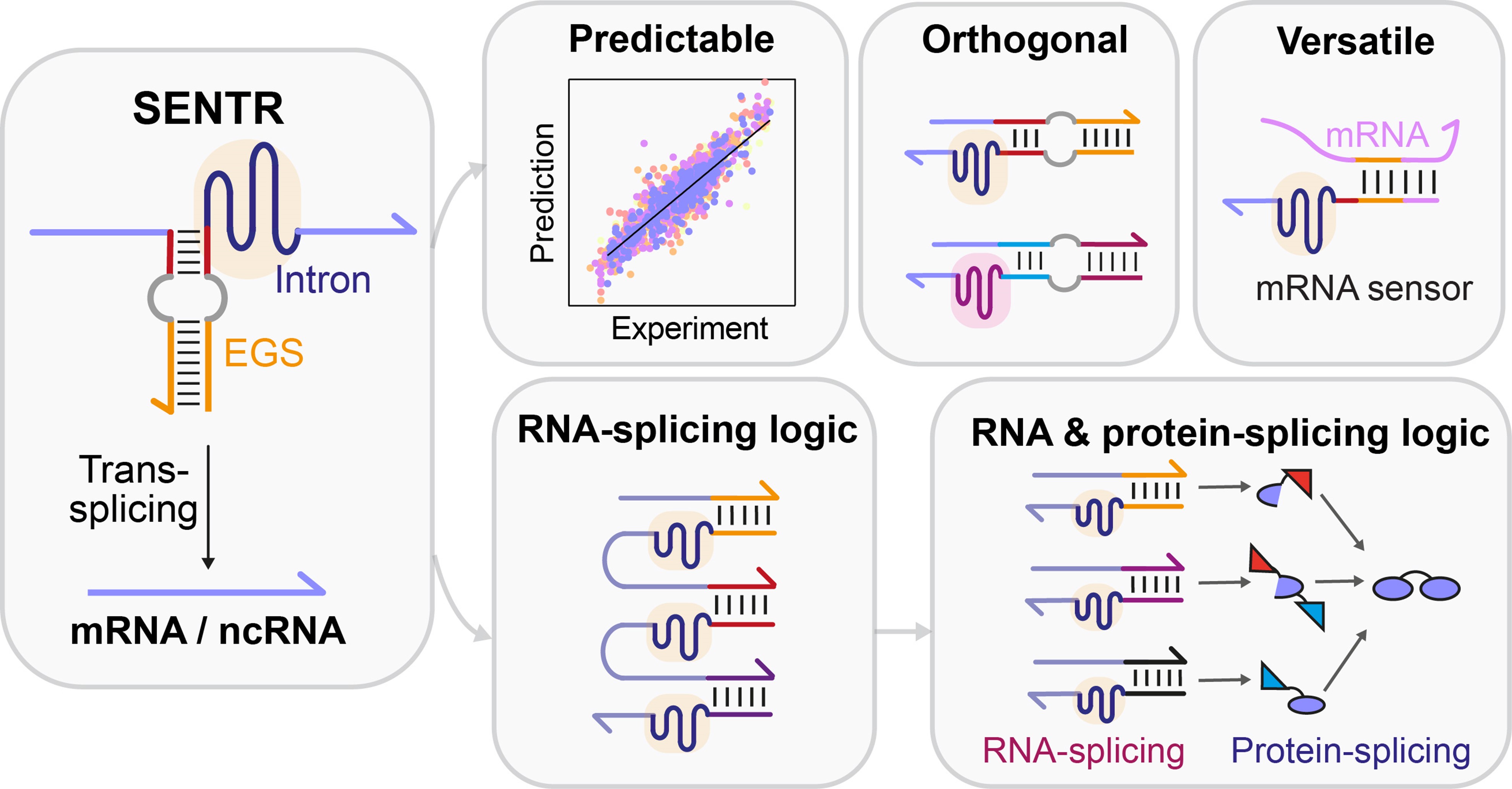 Programming RNA splicing for complex cellular logic computation