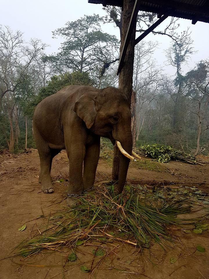 Gut microbiota diversity among humans, elephants, livestock and wild herbivores in Chitwan National Park bears implications for conservation medicine