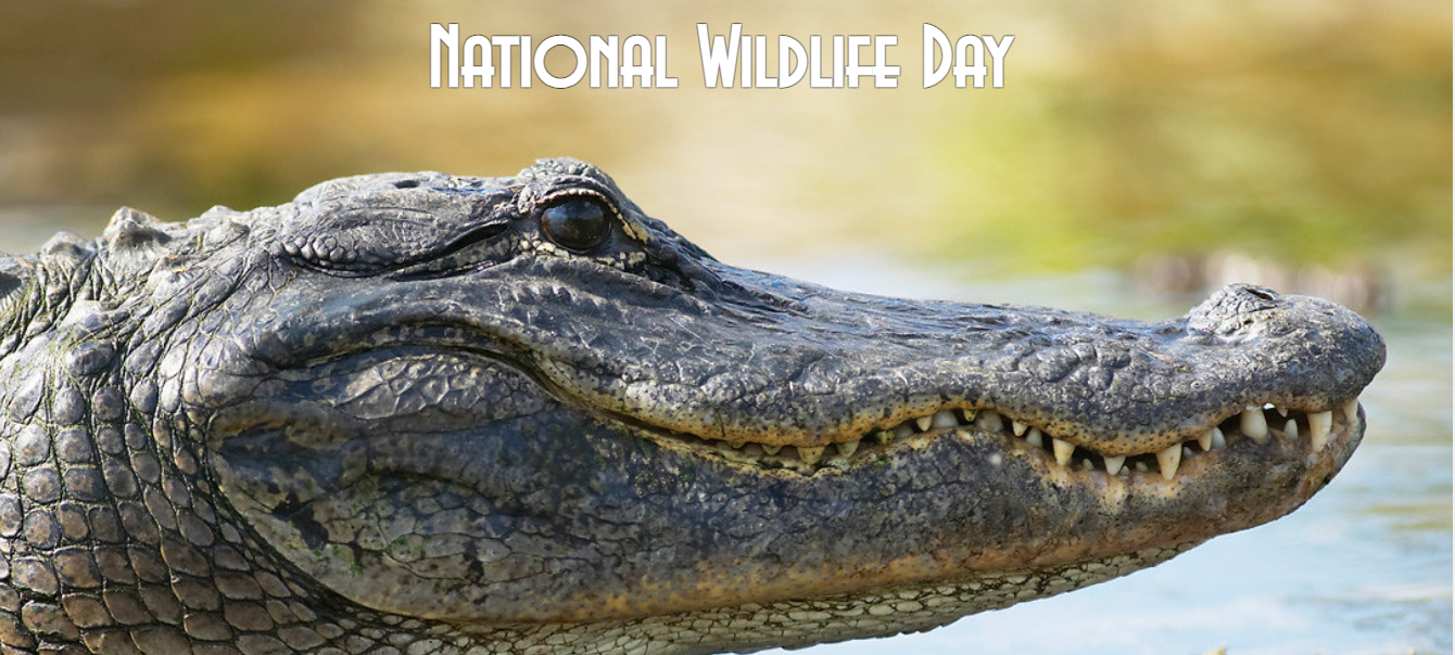#NationalWildlifeDay