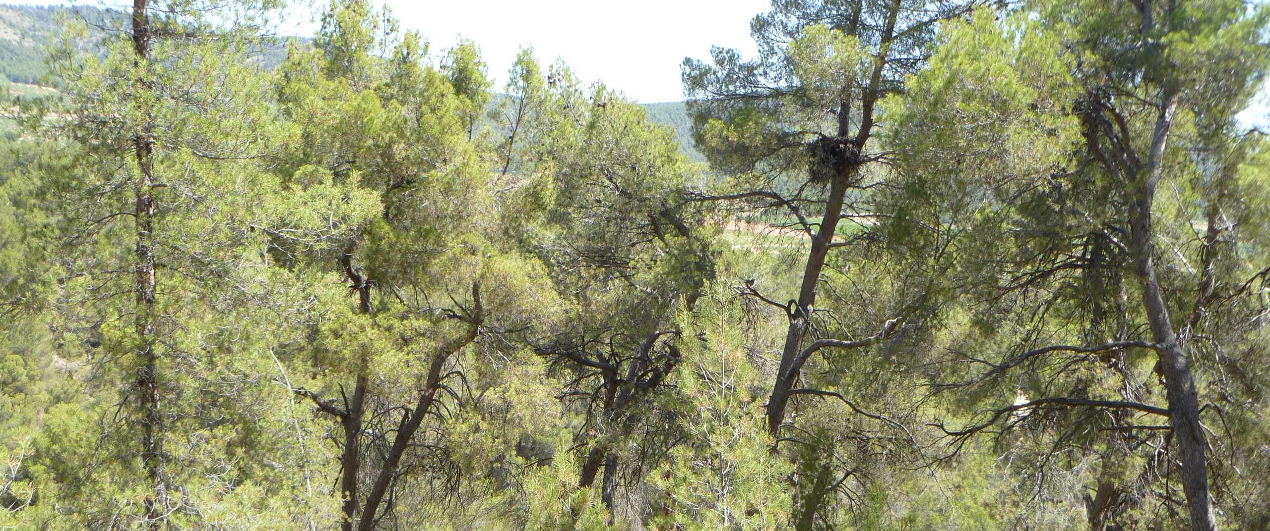 Welcome home booted eagle!... now tell us about yourself.
