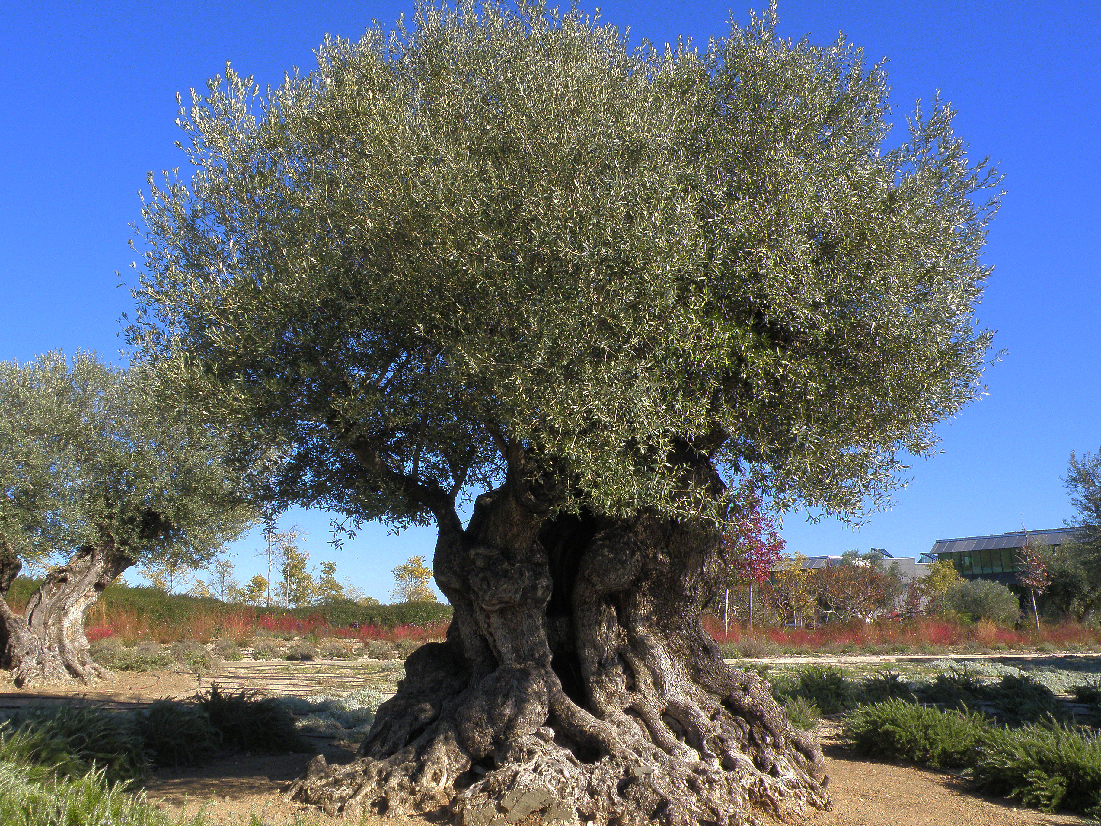 Digging into the past of olive trees. 