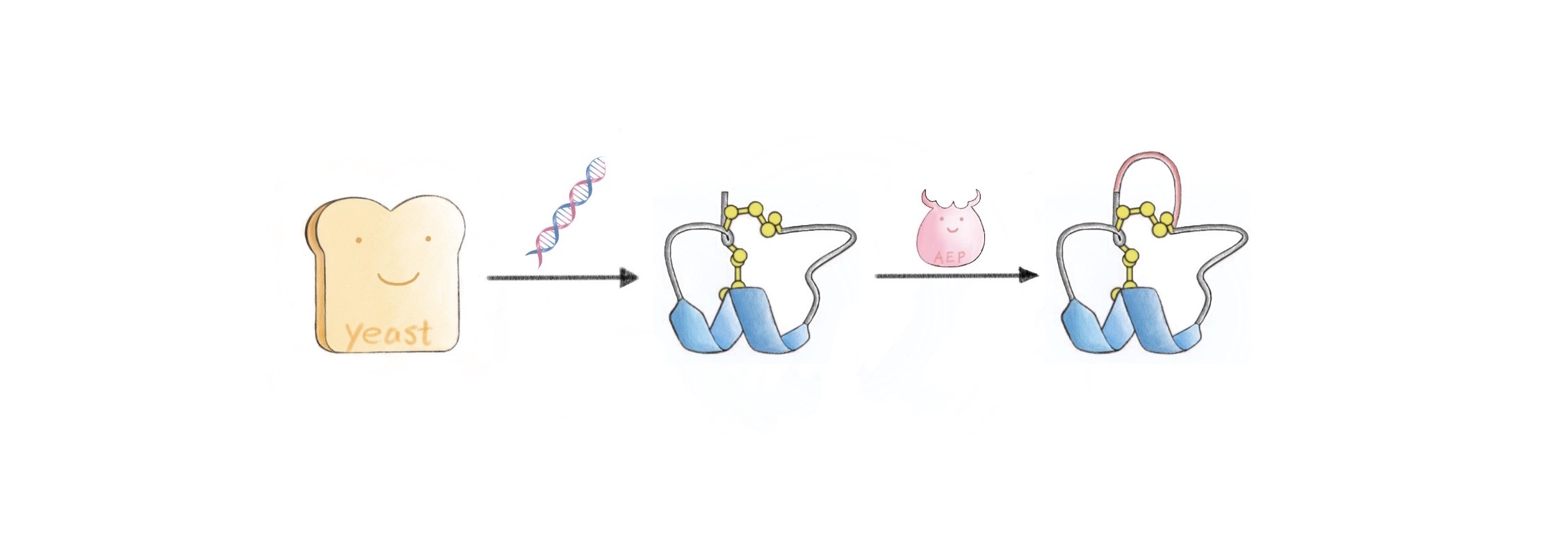 Towards sustainable bioproduction of cyclic disulfide-rich peptides
