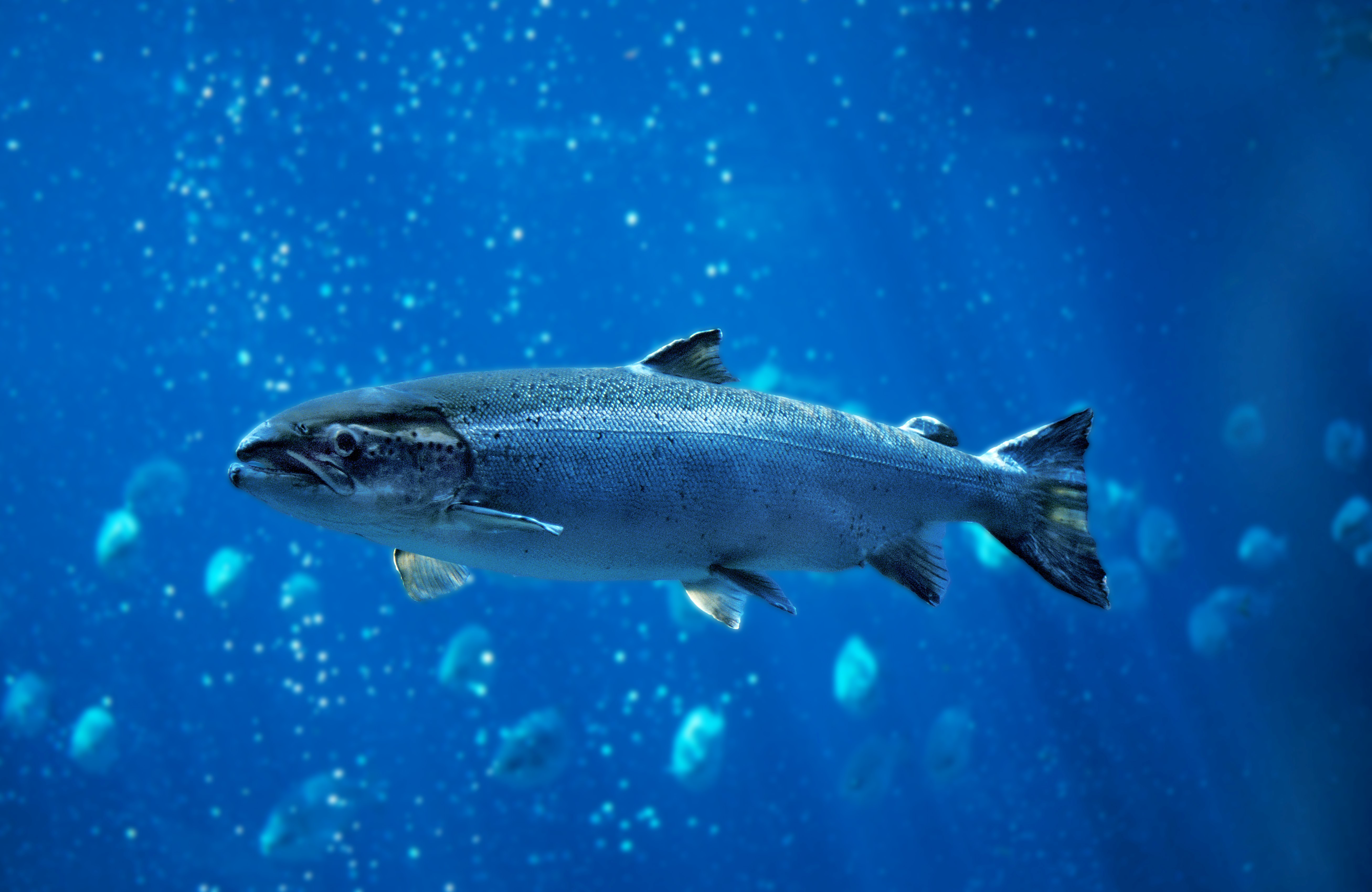 The undiscovered genomic variation of an iconic fish species