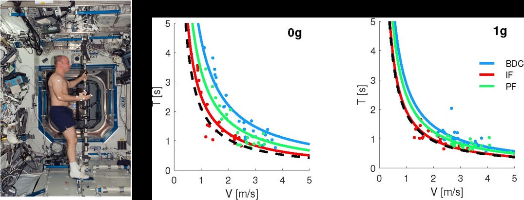 Mental imagery of object motion in weightlessness