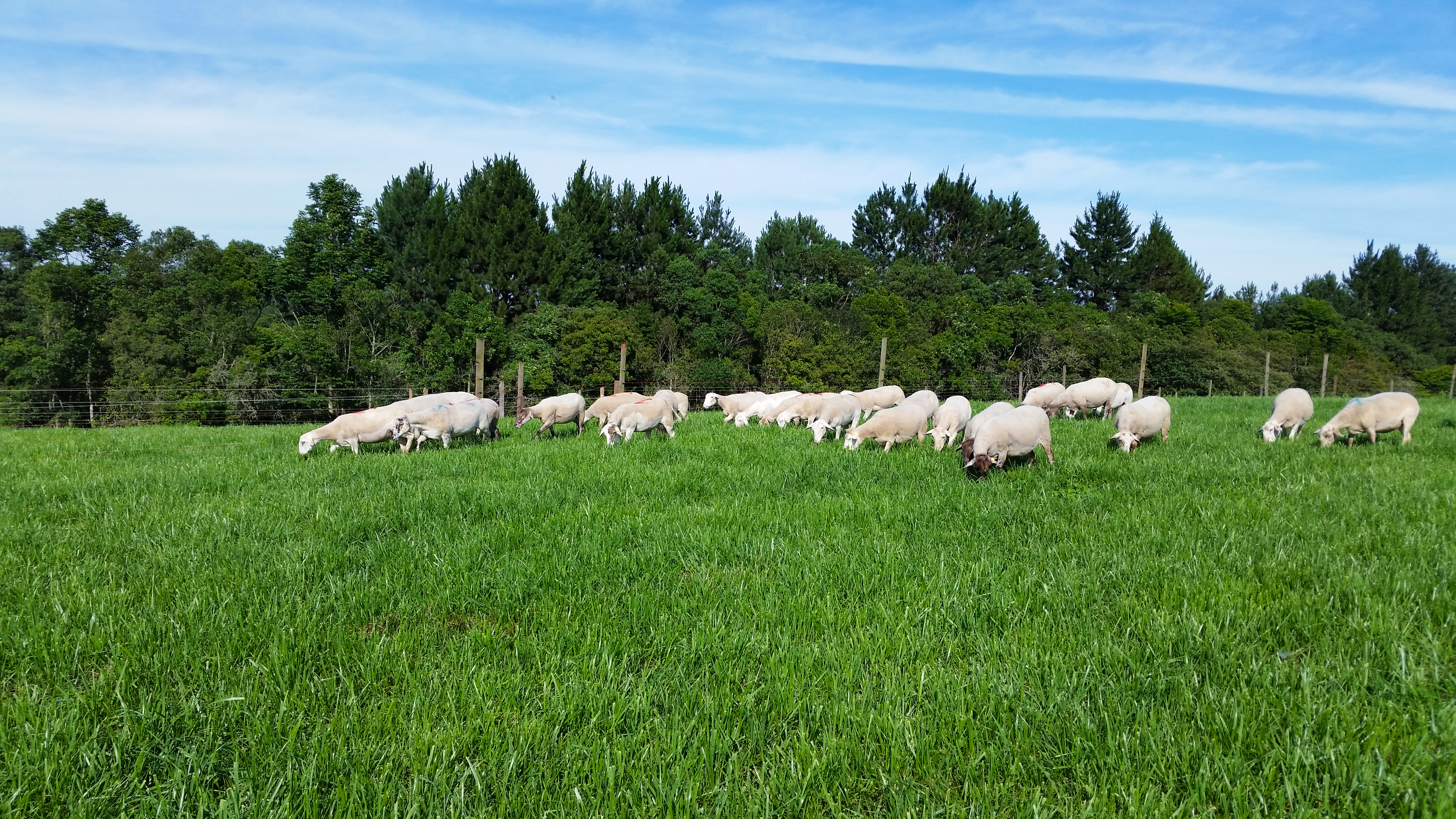 Searching for the best sward structure for grazing: an ecological approach