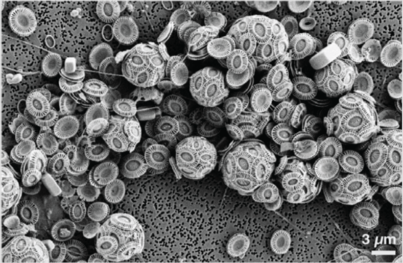 Algal blooms from many angles