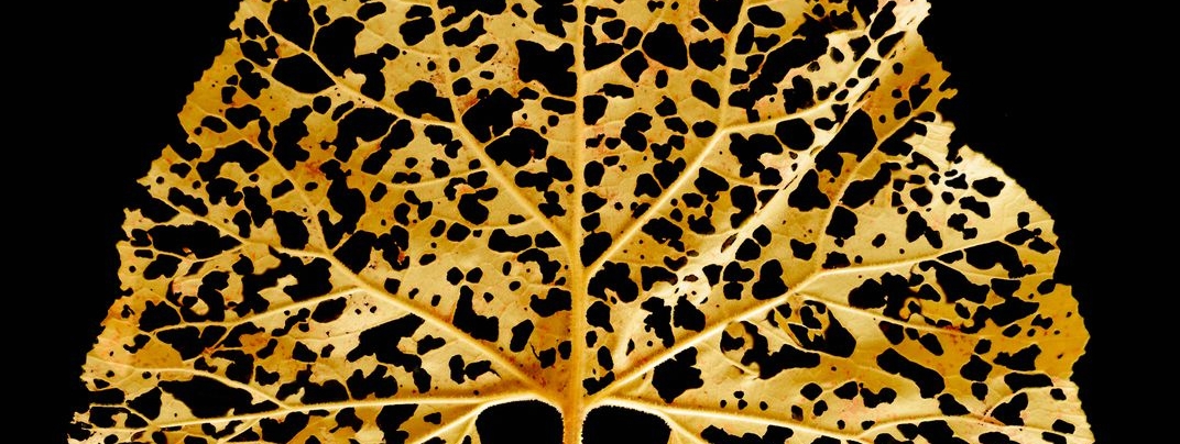 The science behind “the fallen leaf turns to spring mud to nourish flower”