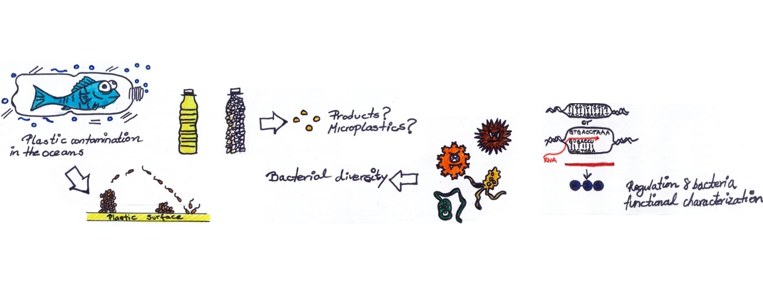 Marine bacteria and biodegradable plastics: synergy is the key