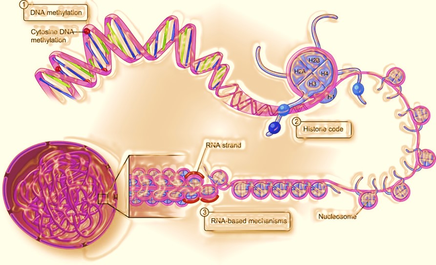 Epigenetic engineering for oncotherapy 