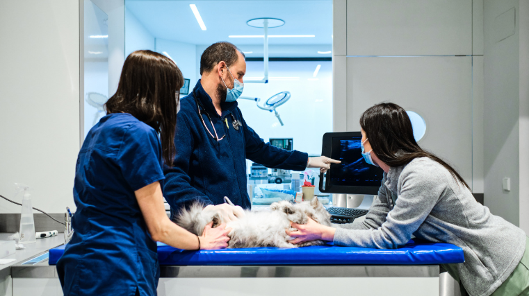 Call for papers: AI and ML in veterinary medicine