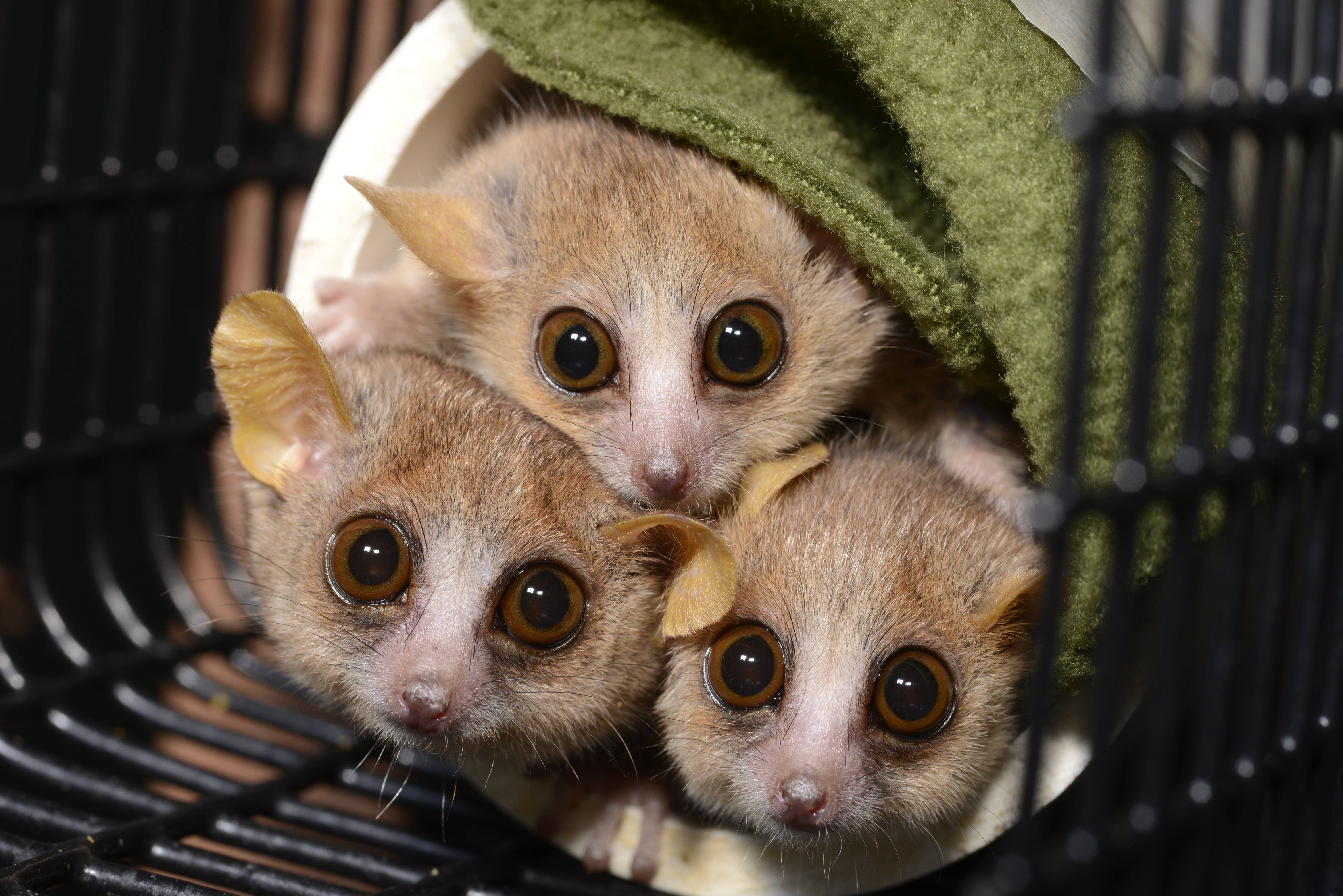 Pedigree-based and phylogenetic methods support surprising patterns of mutation rate and spectrum in the gray mouse lemur