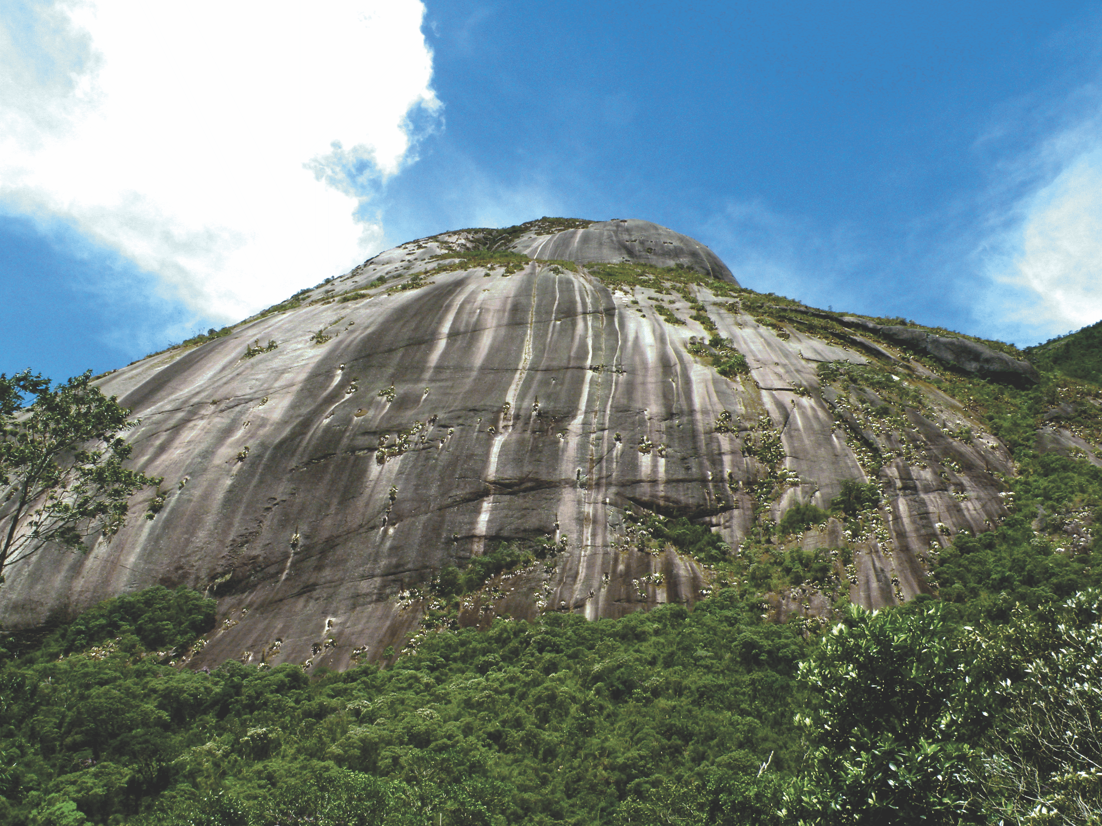 Bridging Micro- and Macroevolution: High genetic differentiation among disjoint populations in naturally fragmented habitats of Neotropical Mountains